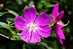tibouchina乌尔维利亚纳紫色的公主花