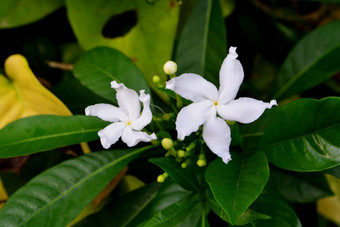 <strong>栀子花</strong>黑纱茉莉花