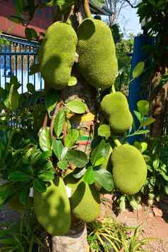 菠萝蜜树面包果异叶植物