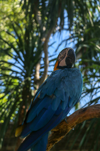美丽的色彩鲜艳的破阿拉鲁纳热带背景蓝黄相间金刚鹦鹉巴厘岛鸟公园动物园蓝色和金色金刚鹦鹉鸟鹦鹉科家庭著名的鹦鹉世界