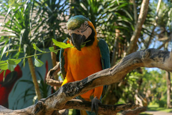 美丽的色彩斑斓的破阿拉鲁纳坐着干分支巴厘岛鸟公园动物园蓝黄相间金刚鹦鹉蓝色和金色金刚鹦鹉绿色花嘴著名的鹦鹉世界