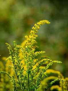美丽的黄色的秋麒麟草属植物花