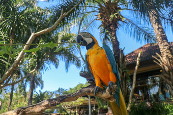 美丽的色彩鲜艳的破阿拉鲁纳热带背景蓝黄<strong>相间</strong>金刚鹦鹉巴厘岛鸟公园动物园蓝色和金色金刚鹦鹉鸟鹦鹉科家庭著名的鹦鹉世界