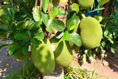菠萝蜜树面包果异叶植物