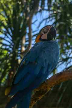 美丽的色彩鲜艳的破阿拉鲁纳热带背景蓝黄相间金刚鹦鹉巴厘岛鸟公园动物园蓝色和金色金刚鹦鹉鸟鹦鹉科家庭著名的鹦鹉世界