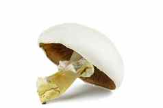 大食用香草蘑菇孤立的白色背景