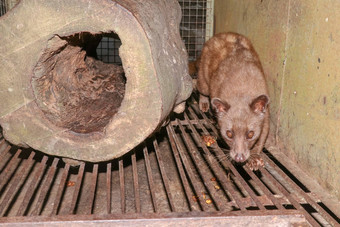 棕榈麝猫走笼子里亚洲棕榈麝猫动物生产昂贵的咖啡咖啡猫鼬亚洲棕榈麝猫住笼子里生产咖啡猫鼬咖啡