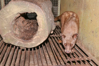 亚洲棕榈麝猫动物生产昂贵的咖啡咖啡猫鼬肖像夜间活动的动物依然无法棕榈麝猫阿克托加利迪亚特里维加塔笼子里camerain晚上