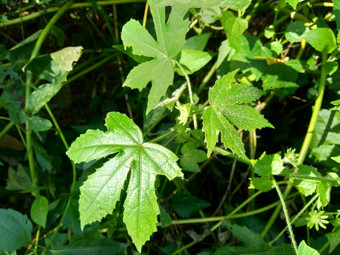 关闭现crinitus现海南氏菌现racemosus<strong>芙蓉</strong>bodinieri<strong>芙蓉</strong>骑兵<strong>芙蓉</strong>十分难看美丽的轮黄色的花自然