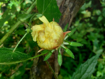 关闭现crinitus现海南氏菌现racemosus芙蓉bodinieri芙蓉骑兵芙蓉十分难看美丽的轮黄色的花自然