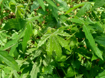 关闭现crinitus现海南氏菌现racemosus芙蓉bodinieri芙蓉骑兵芙蓉十分难看美丽的轮黄色的花自然