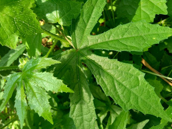 关闭现crinitus现海南氏菌现racemosus芙蓉bodinieri芙蓉骑兵芙蓉十分难看美丽的轮黄色的花自然