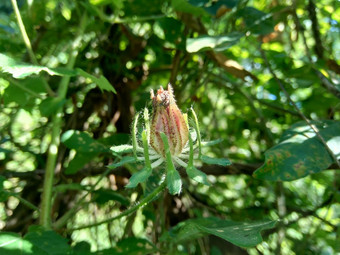 关闭现crinitus现海南氏菌现racemosus芙蓉bodinieri芙蓉骑兵芙蓉十分难看美丽的轮黄色的花自然