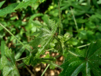 关闭现crinitus现海南氏菌现racemosus芙蓉bodinieri芙蓉骑兵芙蓉十分难看美丽的轮黄色的花自然