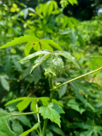 关闭现crinitus现海南氏菌现racemosus芙蓉bodinieri芙蓉骑兵芙蓉十分难看美丽的轮黄色的花自然