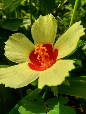 关闭现crinitus现海南氏菌现racemosus芙蓉bodinieri芙蓉骑兵芙蓉十分难看美丽的轮黄色的花自然