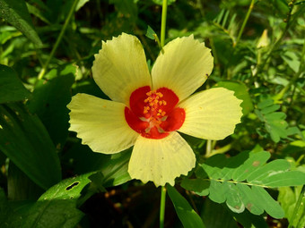 关闭现crinitus现海南氏菌现racemosus芙蓉bodinieri芙蓉骑兵芙蓉十分难看美丽的轮黄色的花自然