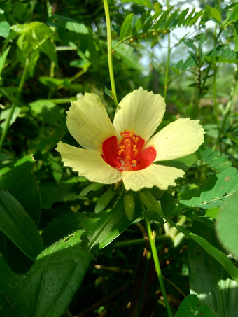 关闭现crinitus现海南氏菌现racemosus芙蓉bodinieri芙蓉骑兵芙蓉十分难看美丽的轮黄色的花自然