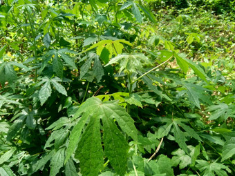 关闭现crinitus现海南氏菌现racemosus芙蓉bodinieri芙蓉骑兵芙蓉十分难看美丽的轮黄色的花自然