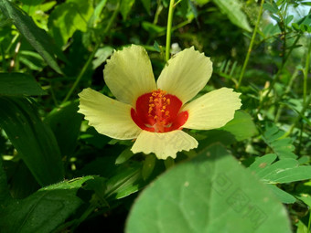 关闭现crinitus现海南氏菌现racemosus芙蓉bodinieri芙蓉骑兵芙蓉十分难看美丽的轮黄色的花自然