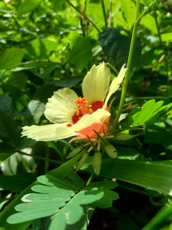 关闭现crinitus现海南氏菌现racemosus芙蓉bodinieri芙蓉骑兵芙蓉十分难看美丽的轮黄色的花自然