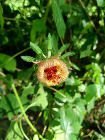 关闭现crinitus现海南氏菌现racemosus<strong>芙蓉</strong>bodinieri<strong>芙蓉</strong>骑兵<strong>芙蓉</strong>十分难看美丽的轮黄色的花自然