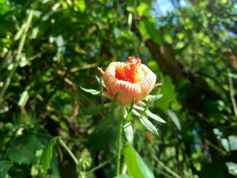 关闭现crinitus现海南氏菌现racemosus<strong>芙蓉</strong>bodinieri<strong>芙蓉</strong>骑兵<strong>芙蓉</strong>十分难看美丽的轮黄色的花自然