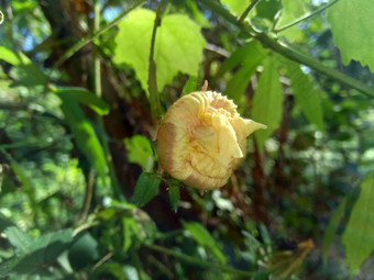 关闭现crinitus现海南氏菌现racemosus芙蓉bodinieri芙蓉骑兵芙蓉十分难看美丽的轮黄色的花自然