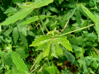 关闭现crinitus现海南氏菌现racemosus芙蓉bodinieri芙蓉骑兵芙蓉十分难看美丽的轮黄色的花自然