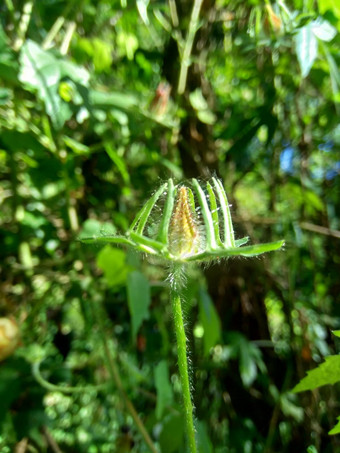 关闭现crinitus现海南氏菌现racemosus<strong>芙蓉</strong>bodinieri<strong>芙蓉</strong>骑兵<strong>芙蓉</strong>十分难看美丽的轮黄色的花自然