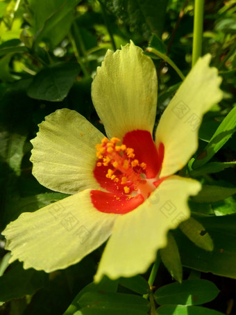 关闭现crinitus现海南氏菌现racemosus芙蓉bodinieri芙蓉骑兵芙蓉十分难看美丽的轮黄色的花自然