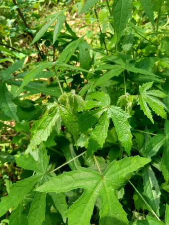 关闭现crinitus现海南氏菌现racemosus芙蓉bodinieri芙蓉骑兵芙蓉十分难看美丽的轮黄色的花自然