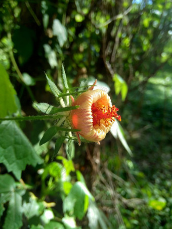 关闭现crinitus现海南氏菌现racemosus芙蓉bodinieri芙蓉骑兵芙蓉十分难看美丽的轮黄色的花自然