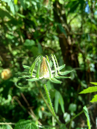 关闭现crinitus现海南氏菌现racemosus芙蓉bodinieri芙蓉骑兵芙蓉十分难看美丽的轮黄色的花自然