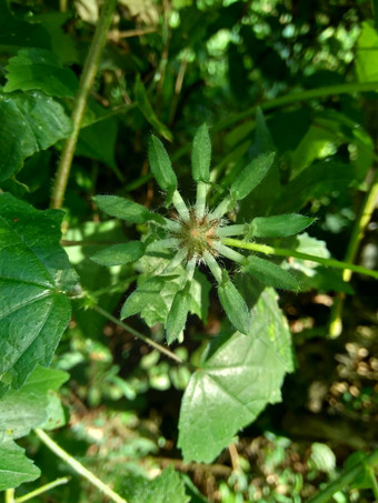 关闭现crinitus现海南氏菌现racemosus芙蓉bodinieri芙蓉骑兵芙蓉十分难看美丽的轮黄色的花自然