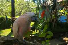 美丽的摩鹿加群岛的凤头鹦鹉鹦鹉坐着干分支巴厘岛鸟公园动物园salmon-crested凤头鹦鹉绿色花嘴著名的鹦鹉世界热带背景