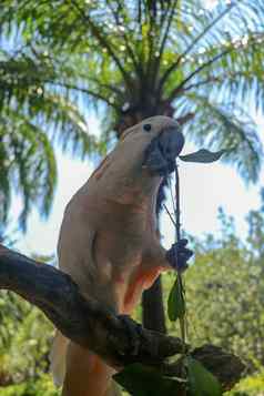 美丽的摩鹿加群岛的凤头鹦鹉鹦鹉坐着干分支巴厘岛鸟公园动物园salmon-crested凤头鹦鹉绿色花嘴著名的鹦鹉世界热带背景