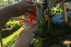 男人。手触碰美丽的标本库卡托可爱的Cacatua莫鲁克森西斯站分支木抚摸羽毛salmon-crested凤头鹦鹉热带旅行概念