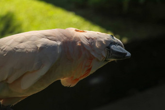 关闭肖像salmon-crested<strong>凤</strong>头鹦鹉巴厘岛<strong>鸟</strong>公园动物园摩鹿加群岛的<strong>凤</strong>头鹦鹉鹦鹉肖像宏肖像美丽的鹦鹉Cacatua莫鲁克森西斯异国情调的旅行概念背景分支