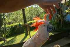 男人。手触碰美丽的标本库卡托可爱的Cacatua莫鲁克森西斯站分支木抚摸羽毛salmon-crested凤头鹦鹉热带旅行概念