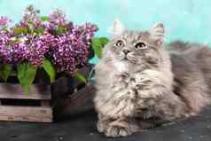 可爱的毛茸茸的长毛毛发粗浓杂乱的条纹灰色猫坐着棕色（的）木盒子花束紫色的淡紫色花概念春天问候卡