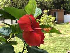 红色的芙蓉花花园