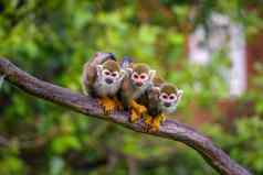 常见的松鼠猴子坐着树分支