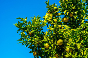 橙色树水果绿色树叶橙子自然growi
