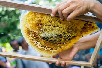 蜜蜂殖民地完整的<strong>蜂蜜</strong>高<strong>营养</strong>维生素转移养蜂业手工制作的盒子