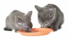 灰色的小猫吃猫食物碗