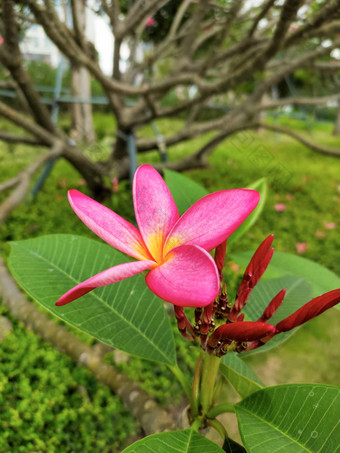 粉红色的鸡蛋花花树