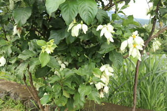 白色玉叶金花属花美丽的小黄色的玉叶金花属菲律宾白色物种玉叶金花属花橙色花玉叶金花属不卢斯不得不特林不女王sirikit