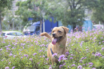 金寻回犬运行