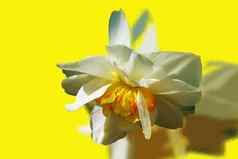 程式化的白色水仙花黄色的春天背景